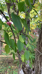 Euonymus atropurpureus
