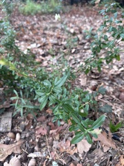 Scutellaria californica