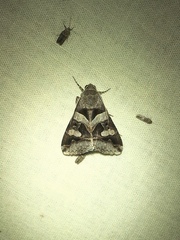 Melipotis florida