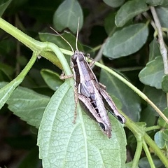 Melanoplinae