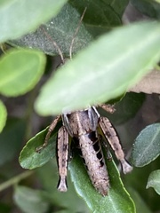 Melanoplinae