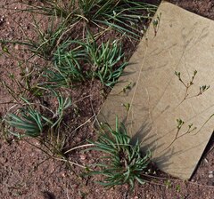 Phemeranthus parviflorus