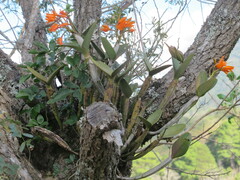 Guarianthe aurantiaca