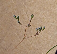 Phemeranthus parviflorus