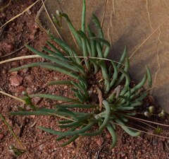 Phemeranthus parviflorus