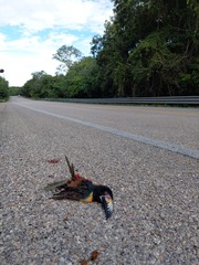 Pteroglossus torquatus