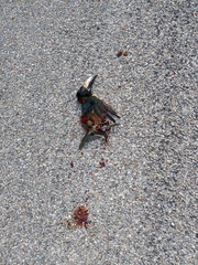 Pteroglossus torquatus