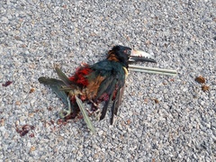 Pteroglossus torquatus