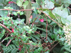 Fuchsia microphylla