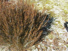 Dracophyllum longifolium