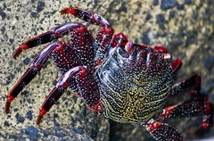 Grapsus adscensionis