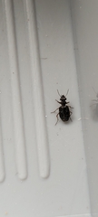 Scopodes