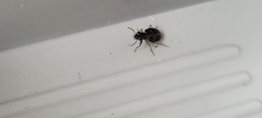 Scopodes