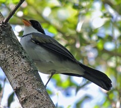 Arremon flavirostris