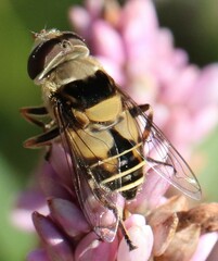 Palpada pusilla