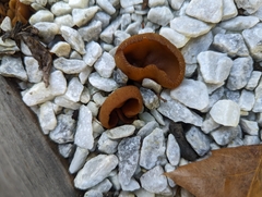 Phylloscypha phyllogena