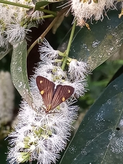 Phaeochlaena lampra