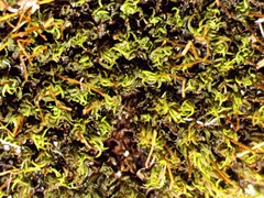 Tortella humilis