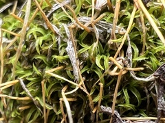Tortella humilis