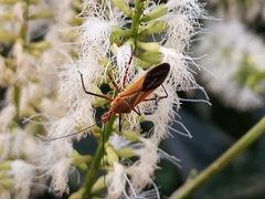 Zelus laticornis