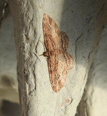 Chloroclystis filata