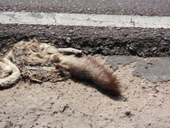 Lycalopex gymnocercus