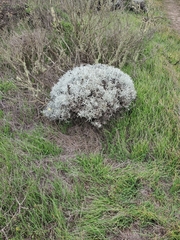 Castilleja hololeuca