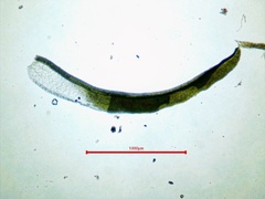 Tortella humilis