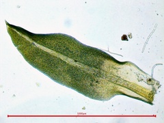 Tortella humilis