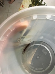 Lithobiomorpha