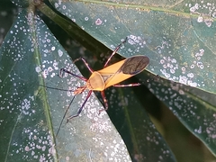 Zelus laticornis