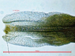 Tortella humilis