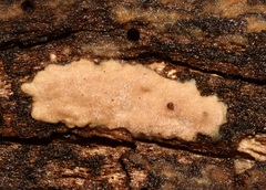 Steccherinum ochraceum