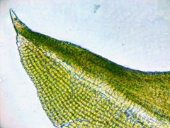 Tortella humilis