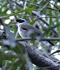 Arremon flavirostris