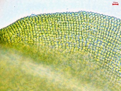 Tortella humilis