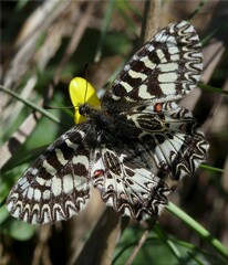 Zerynthia polyxena