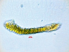 Tortella humilis