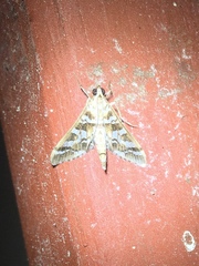 Epipagis forsythae