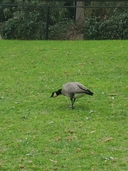 Branta hutchinsii leucopareia