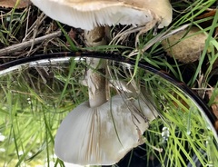 Amanita phalloides