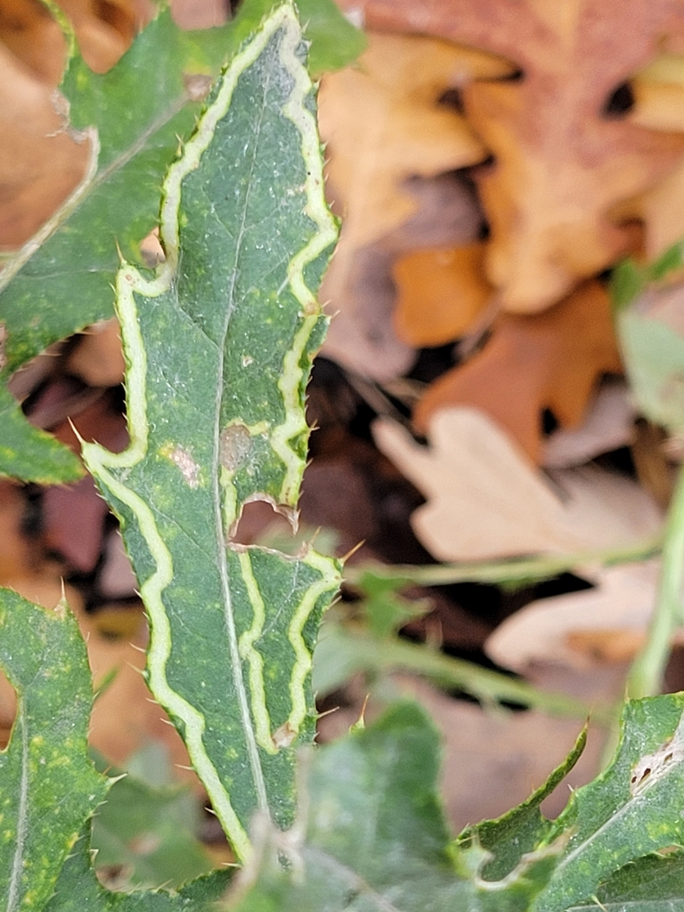 Phytomyza spinaciae