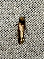 Tinea apicimaculella