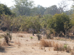 Equus quagga crawshayi