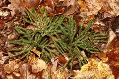 Dendrolycopodium dendroideum