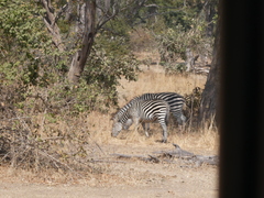 Equus quagga crawshayi