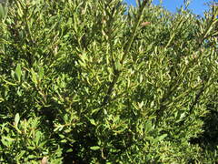 Phyllocladus alpinus