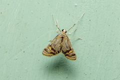 Acentropinae