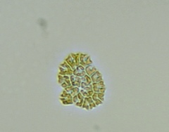 Hydrodictyaceae