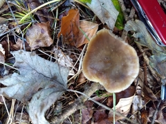 Rhodocollybia butyracea